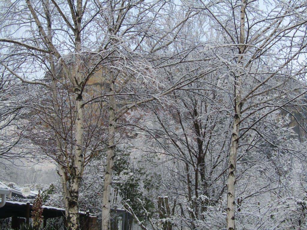 Woodlands Retreat Flat Top Mountain Snow -30