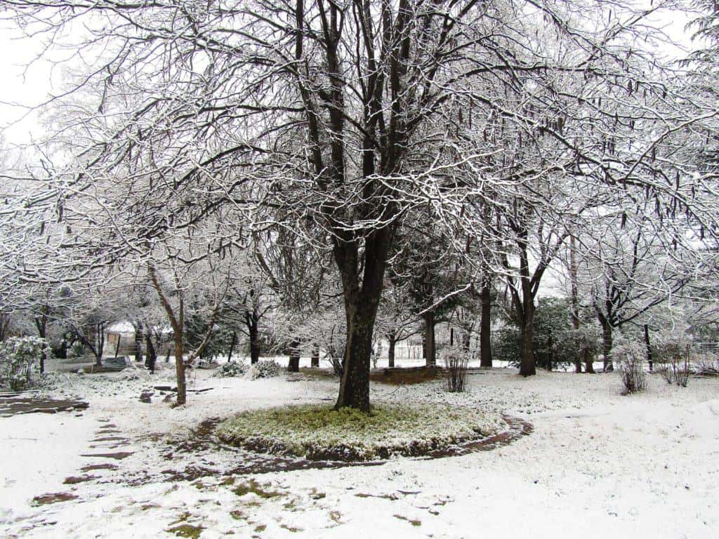 Woodlands Retreat Green Circles in the Snow -30