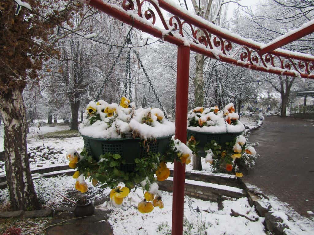 Woodlands Retreat Pansies in the Snow