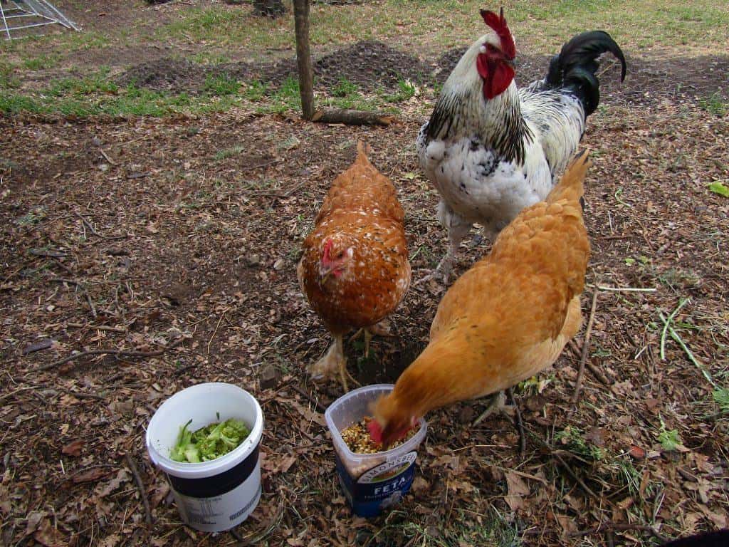 woodlands-retreat-chicken-feed